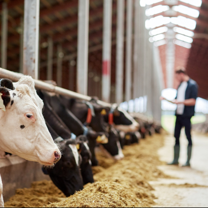DigitalMara develops livestock management tools  